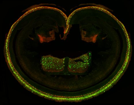 Image de fond de l'article "Observatoire"