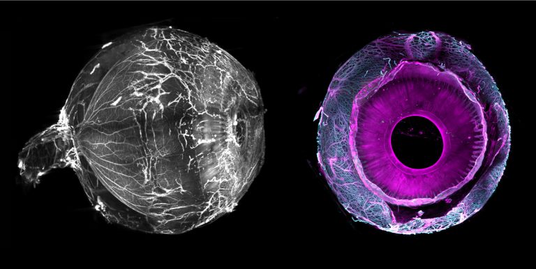 Image de fond de l'article "Observatoire"