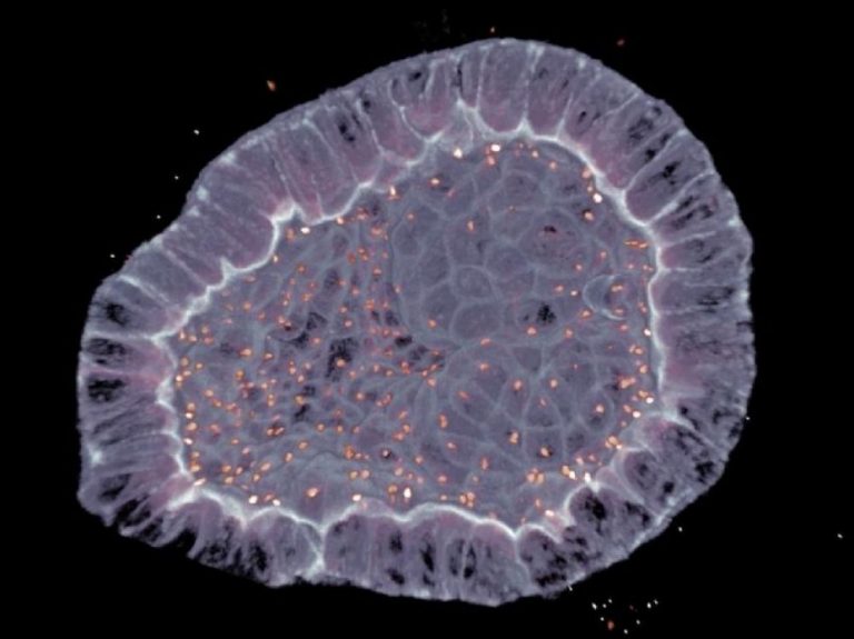 Image de fond de l'article "Observatoire"