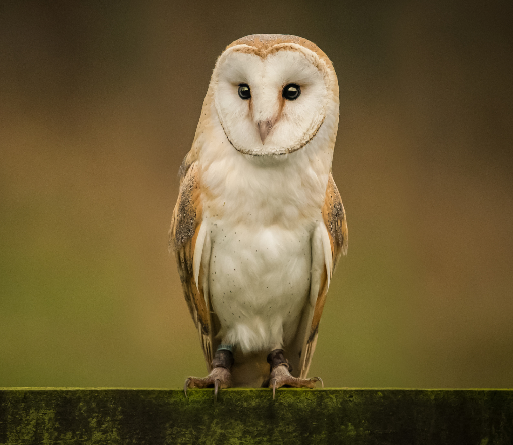 Image de fond de l'article "Observatoire"